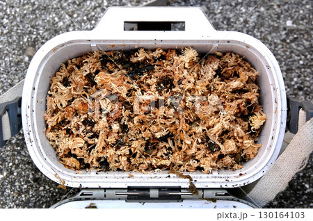 川虫も捕れて臨戦態勢が整った渓流釣りの餌箱 川虫も捕れて臨戦態勢が整った渓流釣りの餌箱 130164103