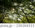木漏れ日と木立を見上げる 130164313
