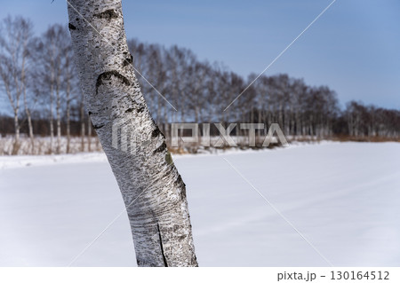 冬の白樺と白樺並木 北海道中札内村 六花の森近く 130164512