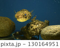 ハリセンボン　フグ オニオコゼ　オコゼ　魚　海水魚　毒魚　虎魚　鬼虎魚 130164951