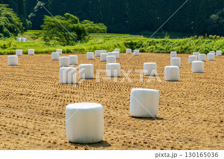 農業風景 収穫後の田んぼに並ぶ白いラップサイレージ 農業風景 収穫後の田んぼに並ぶ白いラップサイレージ 130165036