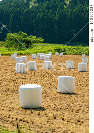 農業風景 収穫後の畑に並ぶ白いラップサイレージ 130165037