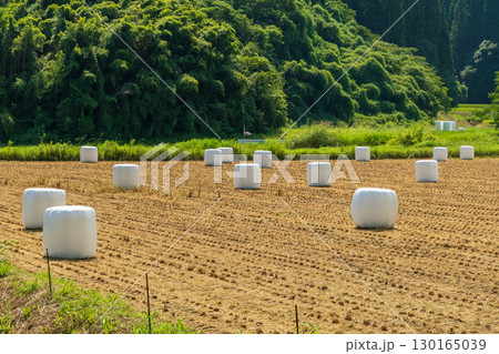 農業風景 収穫後の畑に並ぶ白いラップサイレージ 130165039