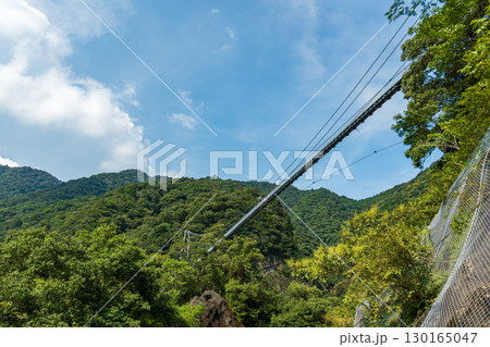 宮崎県綾町の照葉大吊橋を下から見上げた風景 130165047