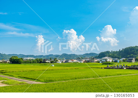 緑の田んぼと青空に広がる入道雲の日本の夏の田園風景 130165053