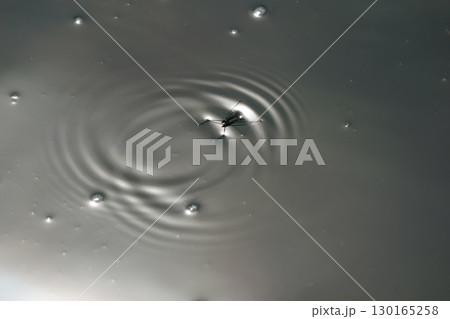 波紋とアメンボ 波紋とアメンボ 130165258
