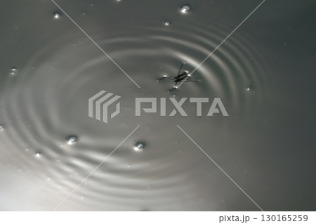 波紋とアメンボ 波紋とアメンボ 130165259