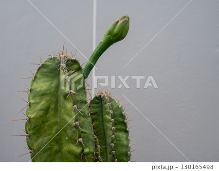 Flower bud of Cereus hexagonus cactus before blooming. Cereus hexagonus or lady of the night cactus is a species of columnar cactus found in Ecuador and Venezuela. Flower bud of Cereus hexagonus cactus before blooming. Cereus hexagonus or lady of the night cactus is a species of columnar cactus found in Ecuador and Venezuela. 130165498