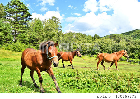 高原で放牧されている馬 高原で放牧されている馬 130165575
