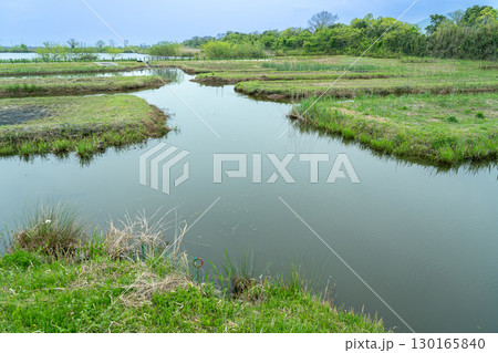 岐阜県海津市　春のアクアワールド水郷パークセンターにある堀田の雰囲気を再現した再生堀田 130165840