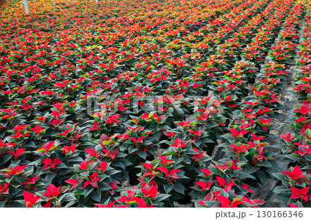 Growing poinsettia flowers in a greenhouse Growing poinsettia flowers in a greenhouse 130166346
