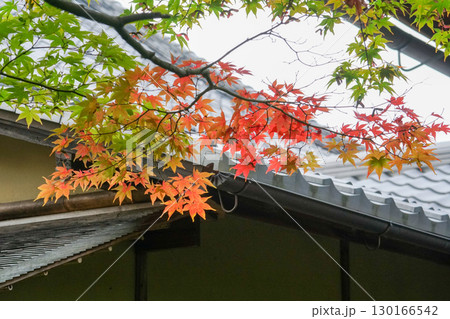 赤く紅葉した楓の葉 130166542