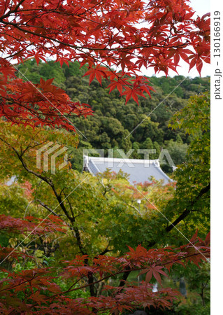 京都の寺院の境内の赤く紅葉した楓の木 130166919