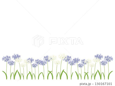 アガパンサス紫白フレーム 130167101