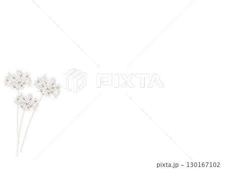 アガパンサス線画フレーム 130167102