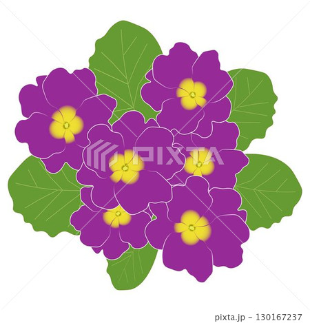 プリムラ赤紫 130167237