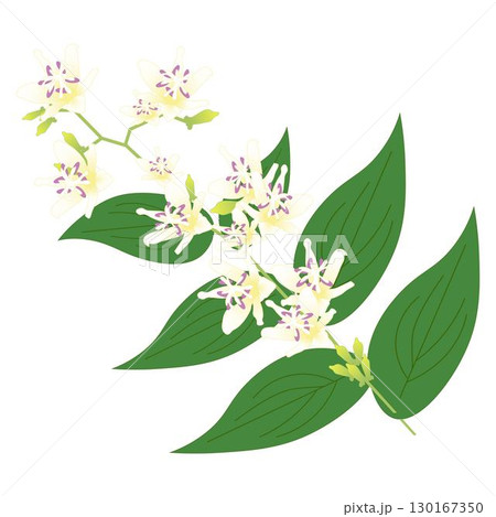 ホトトギス白紫 ホトトギス白紫 130167350