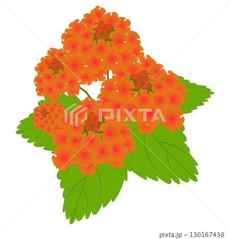 ランタナオレンジ 130167438