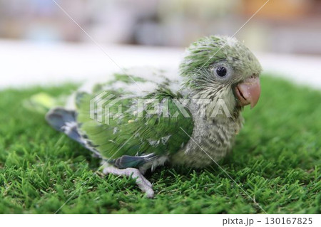 オキナインコのヒナ オキナインコのヒナ 130167825