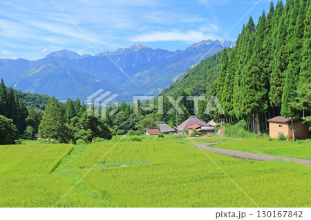 白馬の夏 青鬼の棚田から望む北アルプス 白馬の夏 青鬼の棚田から望む北アルプス 130167842