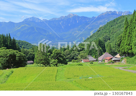 白馬の夏 青鬼の棚田から望む北アルプス 白馬の夏 青鬼の棚田から望む北アルプス 130167843