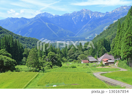 白馬の夏　青鬼の棚田から望む北アルプス 130167854