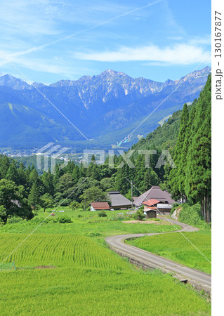 白馬の夏 青鬼の棚田から望む北アルプス 白馬の夏 青鬼の棚田から望む北アルプス 130167877