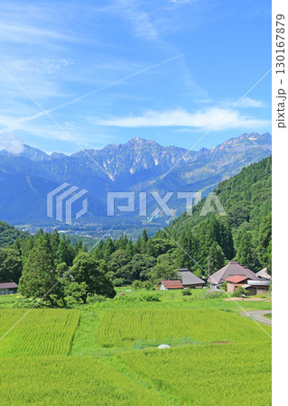 白馬の夏 青鬼の棚田から望む北アルプス 白馬の夏 青鬼の棚田から望む北アルプス 130167879