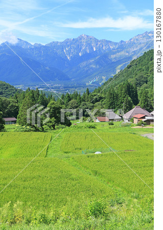白馬の夏　青鬼の棚田から望む北アルプス 130167880