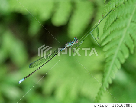 羊歯植物の茎に止まるイトトンボ科クロイトトンボ♂ 130167899