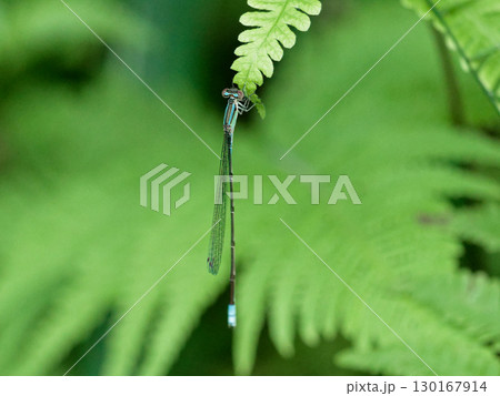 羊歯植物の茎に止まるイトトンボ科クロイトトンボ♂ 羊歯植物の茎に止まるイトトンボ科クロイトトンボ♂ 130167914