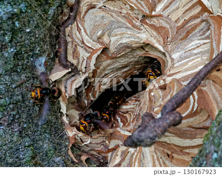スズメバチ科モンスズメバチの樹洞営巣 スズメバチ科モンスズメバチの樹洞営巣 130167923