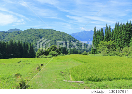 白馬の夏　青鬼の棚田 130167954