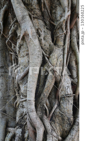 big trunk of banyan, brown old root tree 130168225