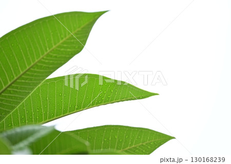 beautiful green leaf texture in springtime, water drop on frangipani leaves 130168239