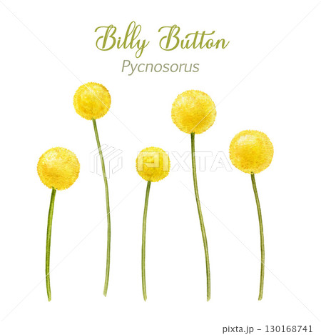 Billy button flower set on white background. Hand drawn watercolor illustration. Craspedia blooming yellow native wildflower Australia native plant collection. Billy button flower set on white background. Hand drawn watercolor illustration. Craspedia blooming yellow native wildflower Australia native plant collection. 130168741