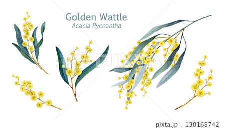 Golden wattle flowers, blooming branch decor elements watercolor illustration set. Acacia pycnantha Golden wattle Australia native plant decoration floral elements on white background 130168742