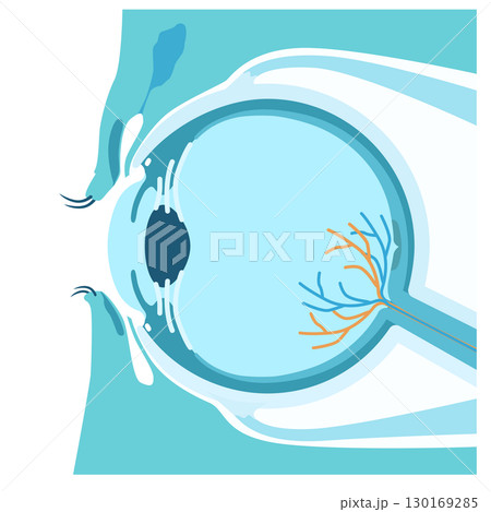 眼球の断面図構造イメージイラスト 130169285