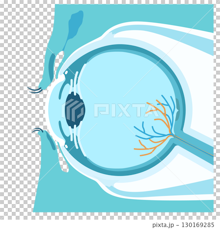 眼球の断面図構造イメージイラスト 130169285