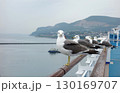 豪華客船ダイヤモンドプリンセスで休憩中の海鳥 130169707