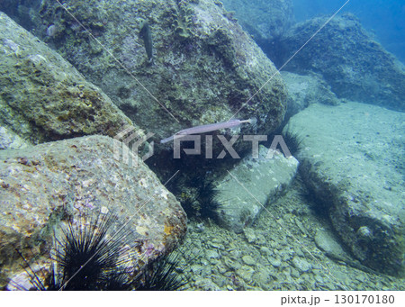Flute fish and sea urchins on a coral reef at the bottom of the South China Sea in Vietnam Flute fish and sea urchins on a coral reef at the bottom of the South China Sea in Vietnam 130170180
