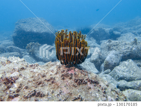 Sea lily and sea shells on a coral reef at the bottom of the South China Sea in Vietnam 130170185