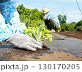 白菜の苗を植える手 130170205