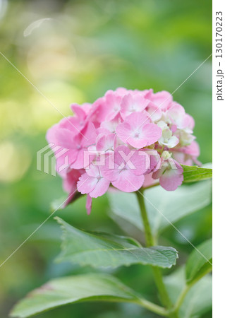 柔らかな日差しに照らされるピンクの紫陽花 130170223