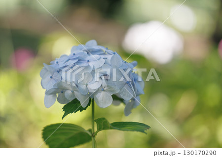 柔らかな光に映えるブルーの紫陽花 130170290