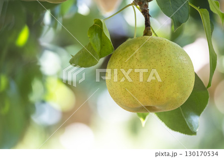 二十世紀梨　(鳥取県湯梨浜町） 130170534