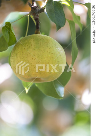 二十世紀梨　(鳥取県湯梨浜町） 130170536