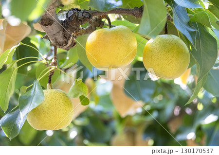 二十世紀梨　(鳥取県湯梨浜町） 130170537