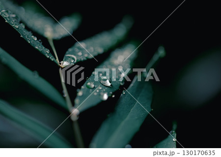 雨粒に濡れる緑の葉のクローズアップ 130170635