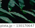 雨粒に濡れる緑の葉のクローズアップ 130170647